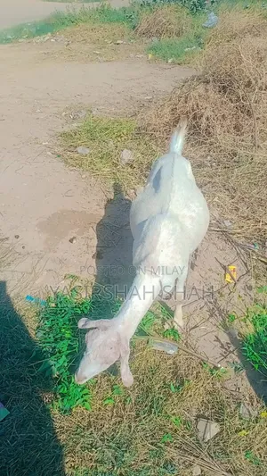 Photo - Gulabi Bakri for Sale 2 Bachy Detii H 2 Month Tak Delevry Ho Ge 