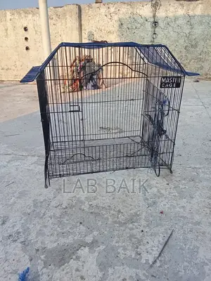 Birds Cage