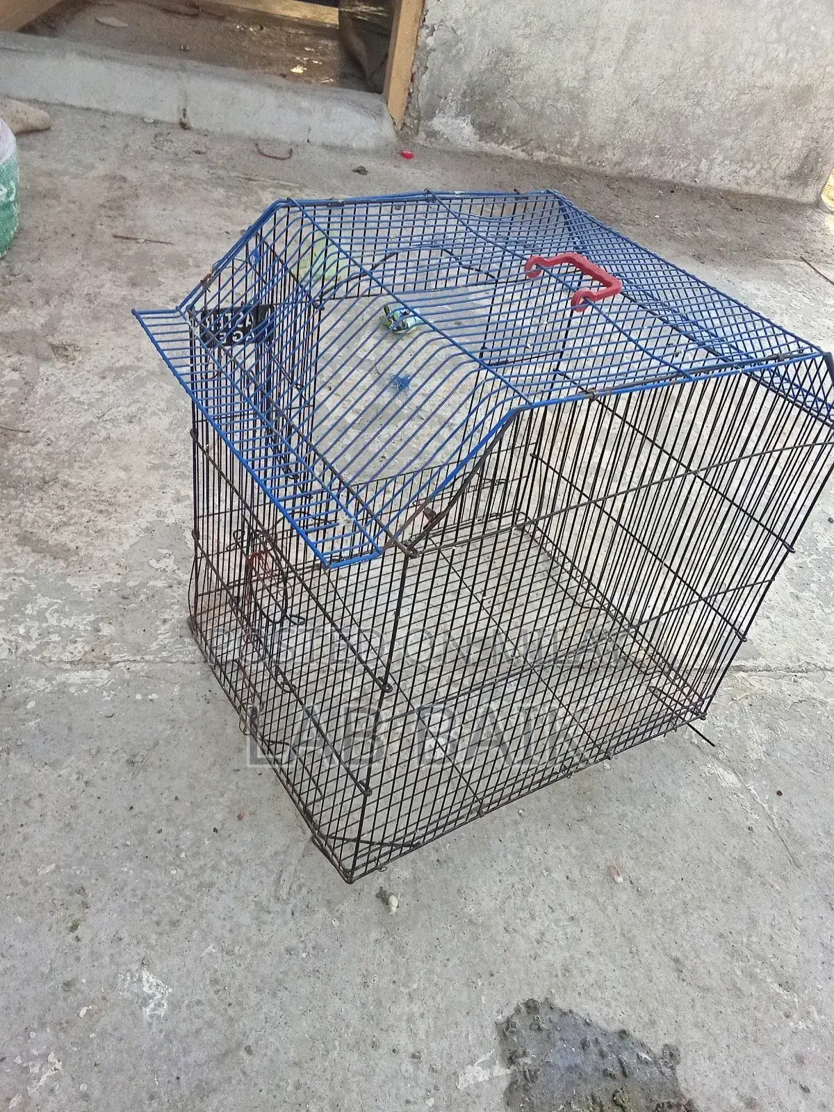 Birds Cage
