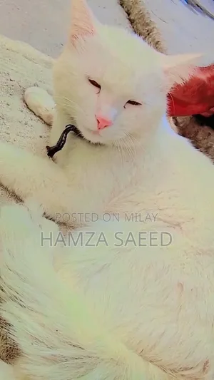 Photo - 1+ year Male Mixed Breed Cat