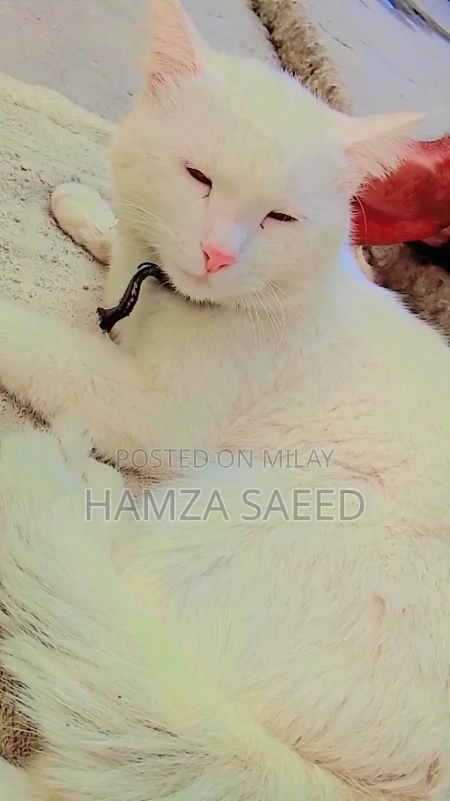 1+ year Male Mixed Breed Cat