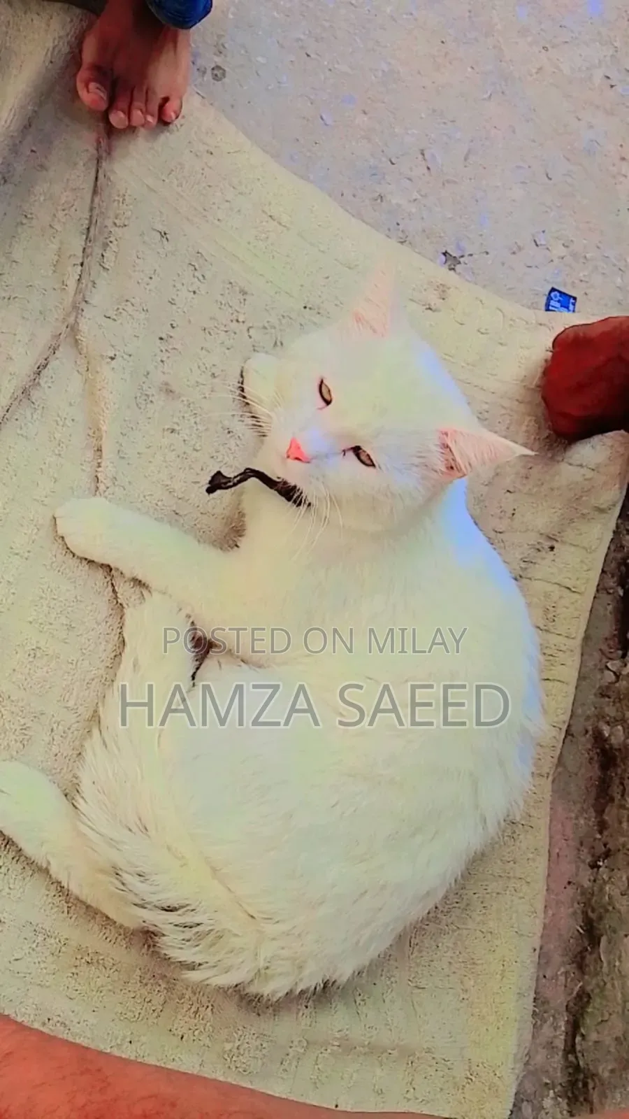 1+ year Male Mixed Breed Cat