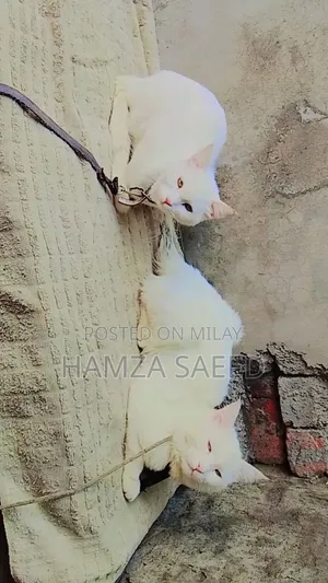 1+ year Male Mixed Breed Cat