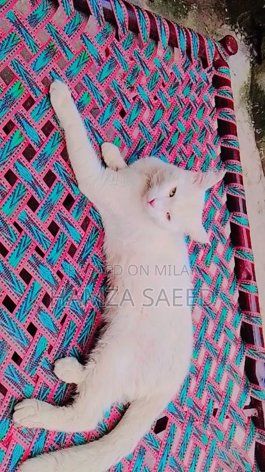 1+ year Male Mixed Breed Cat