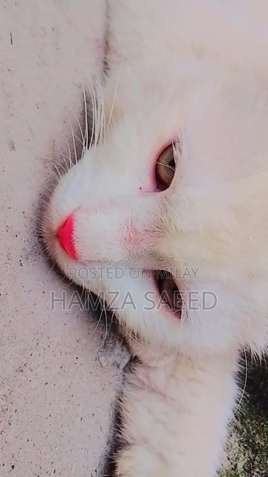 1+ year Male Mixed Breed Cat