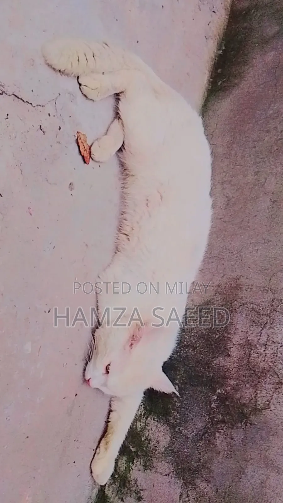 1+ year Male Mixed Breed Cat