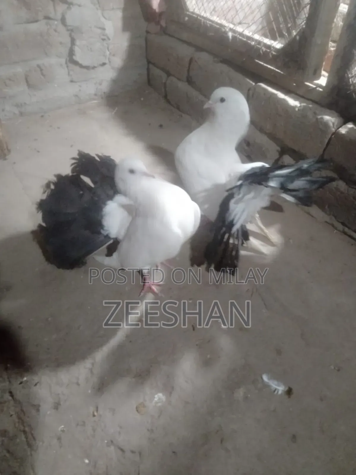 Black Tail Laky Kabtor