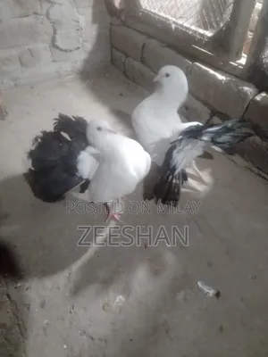 Photo - Black Tail Laky Kabtor