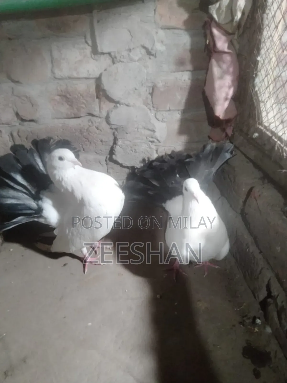 Black Tail Laky Kabtor