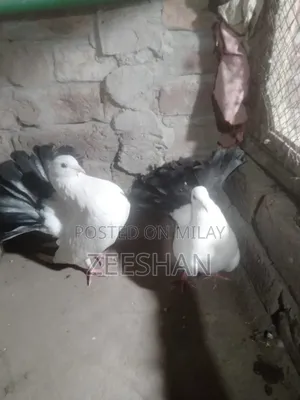 Black Tail Laky Kabtor