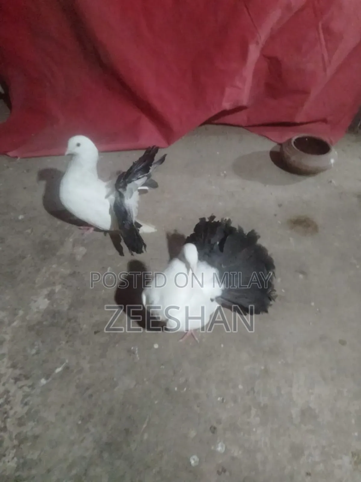 Black Tail Laky Kabtor