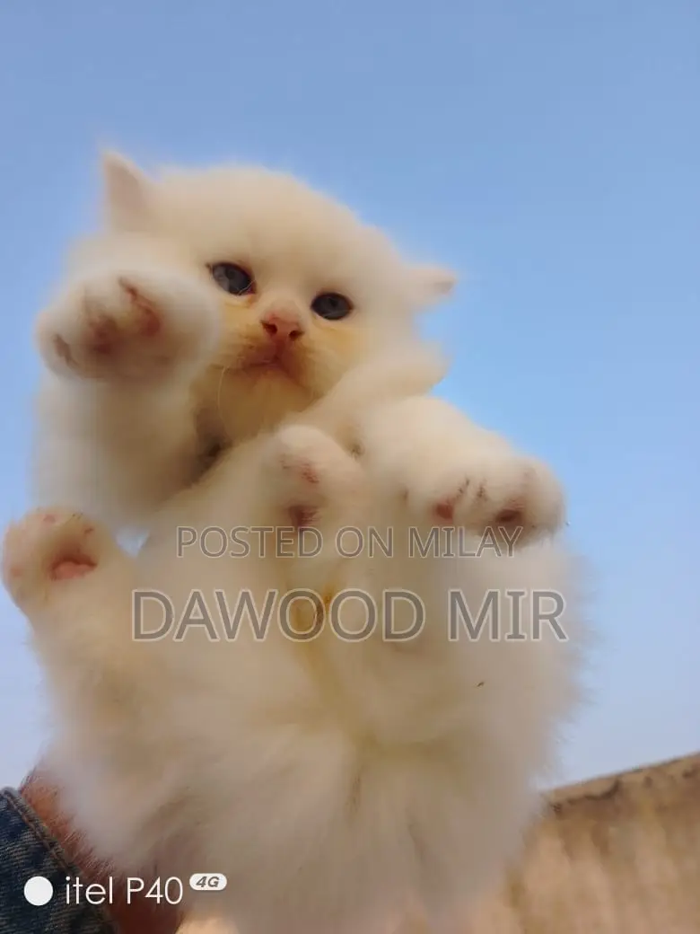 1-3 months Male Purebred Persian