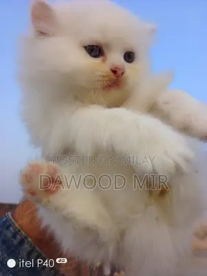 1-3 months Male Purebred Persian