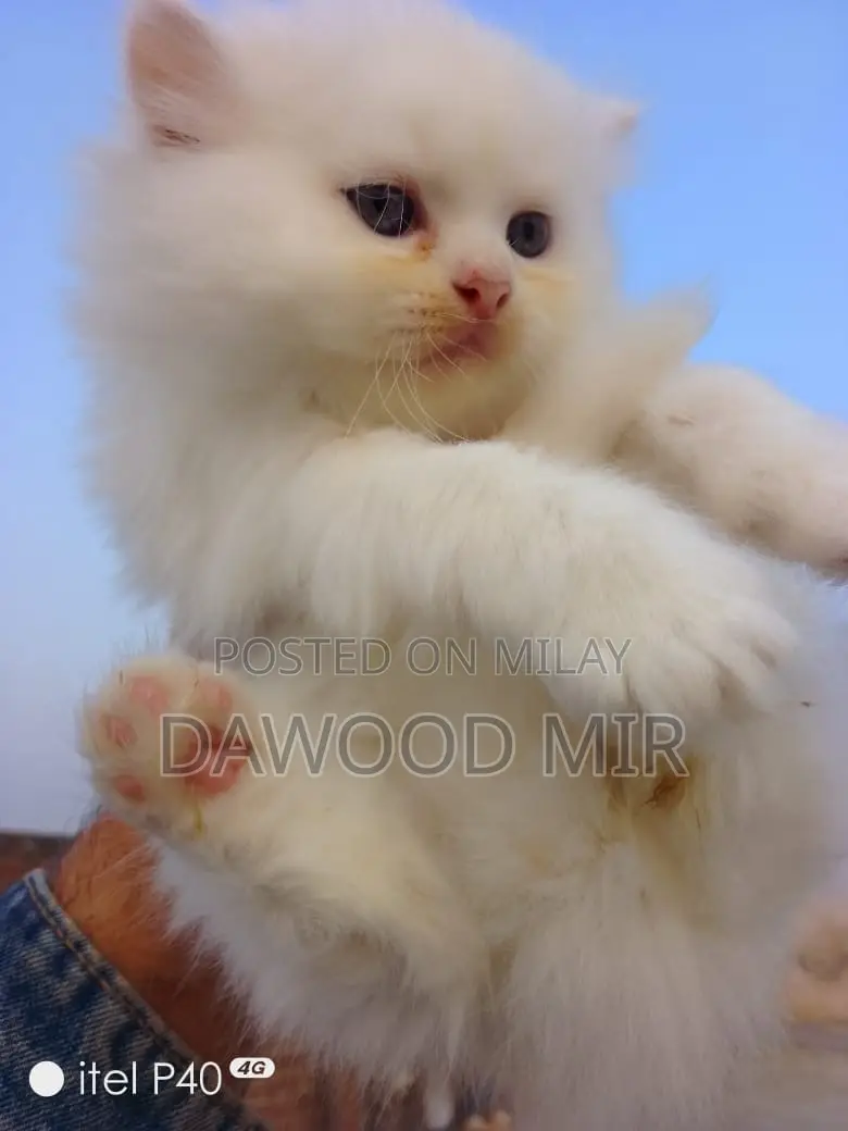 1-3 months Male Purebred Persian