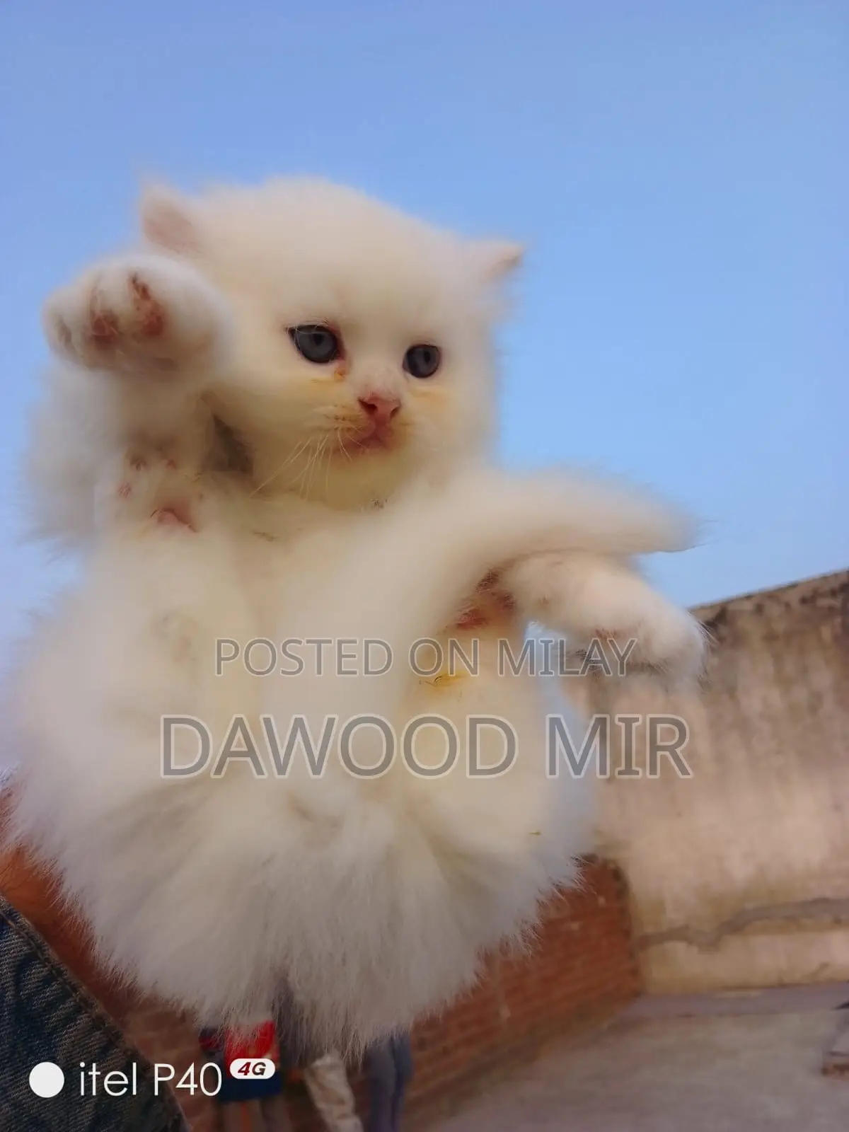 1-3 months Male Purebred Persian
