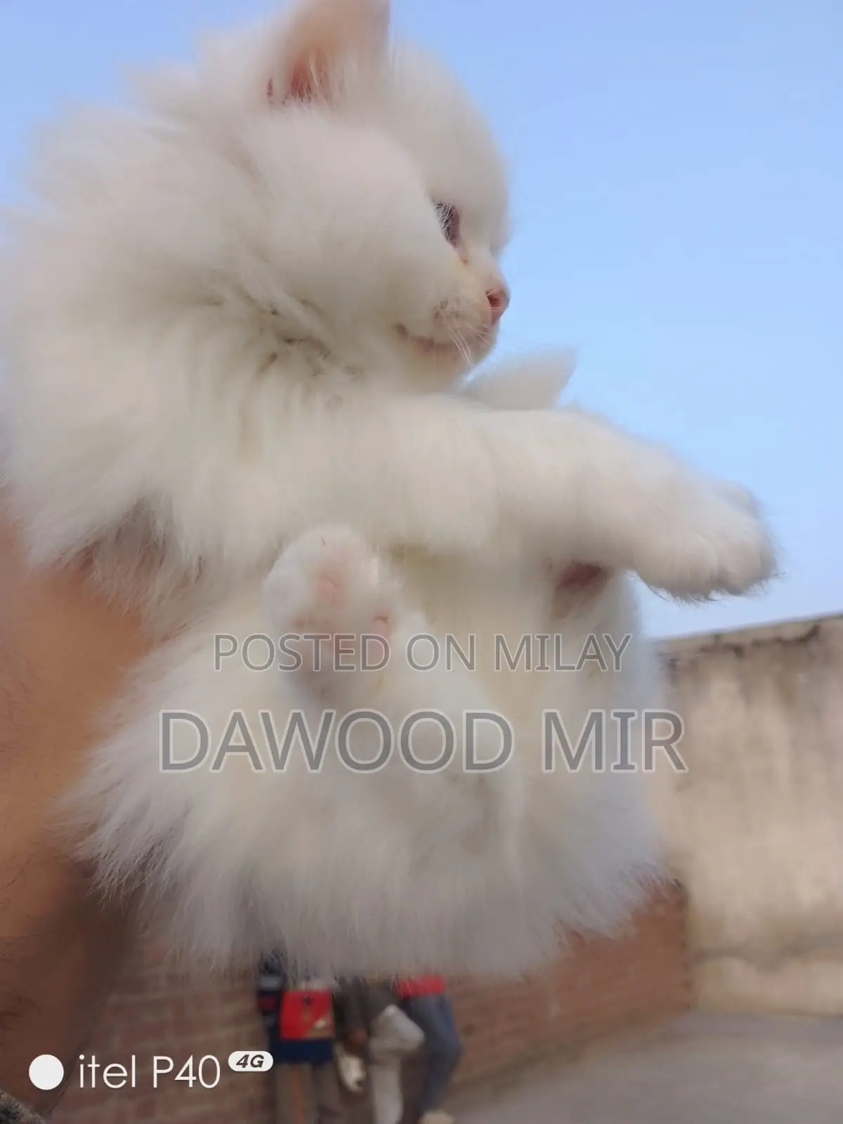 1-3 months Male Purebred Persian
