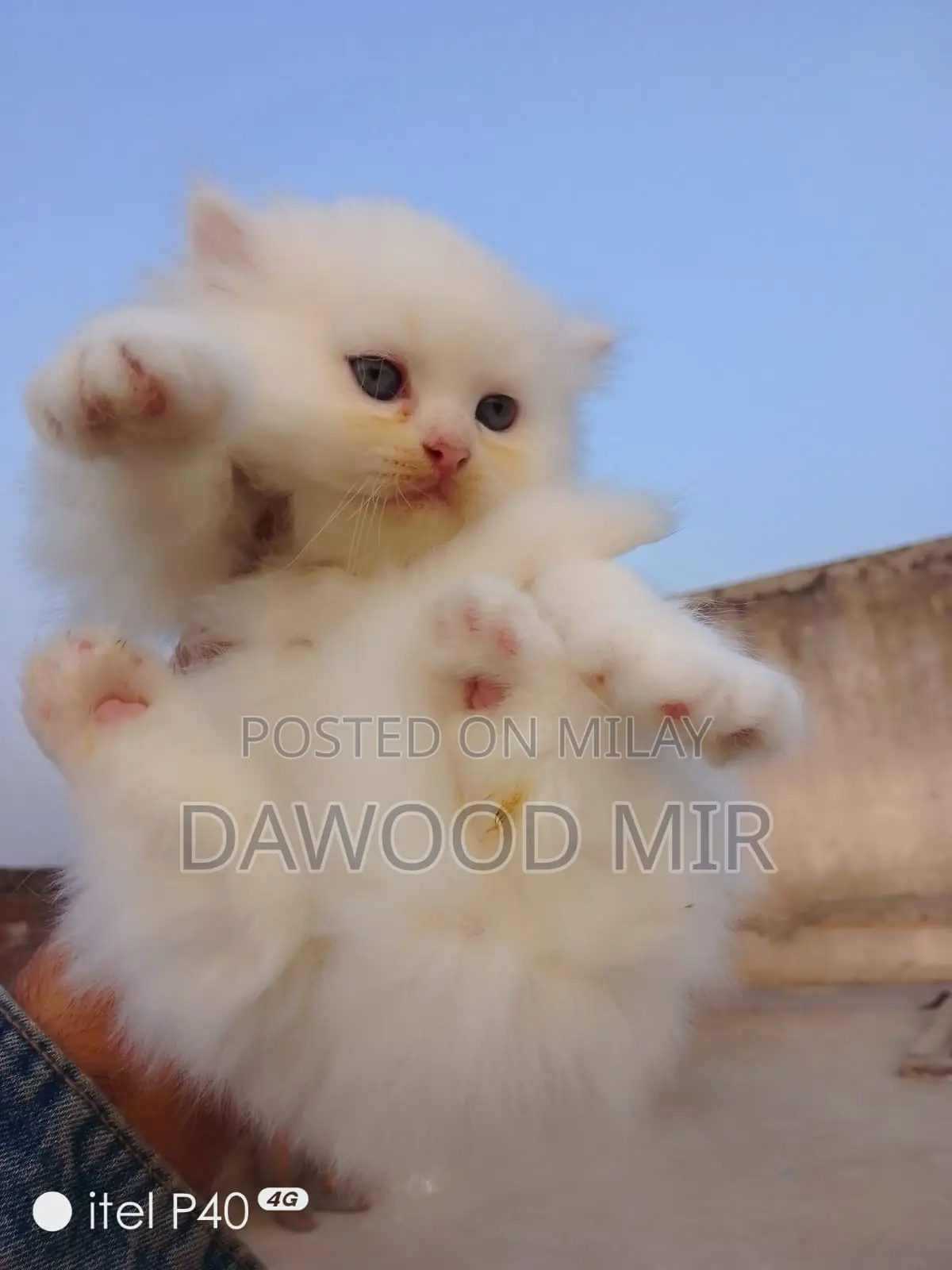 1-3 months Male Purebred Persian