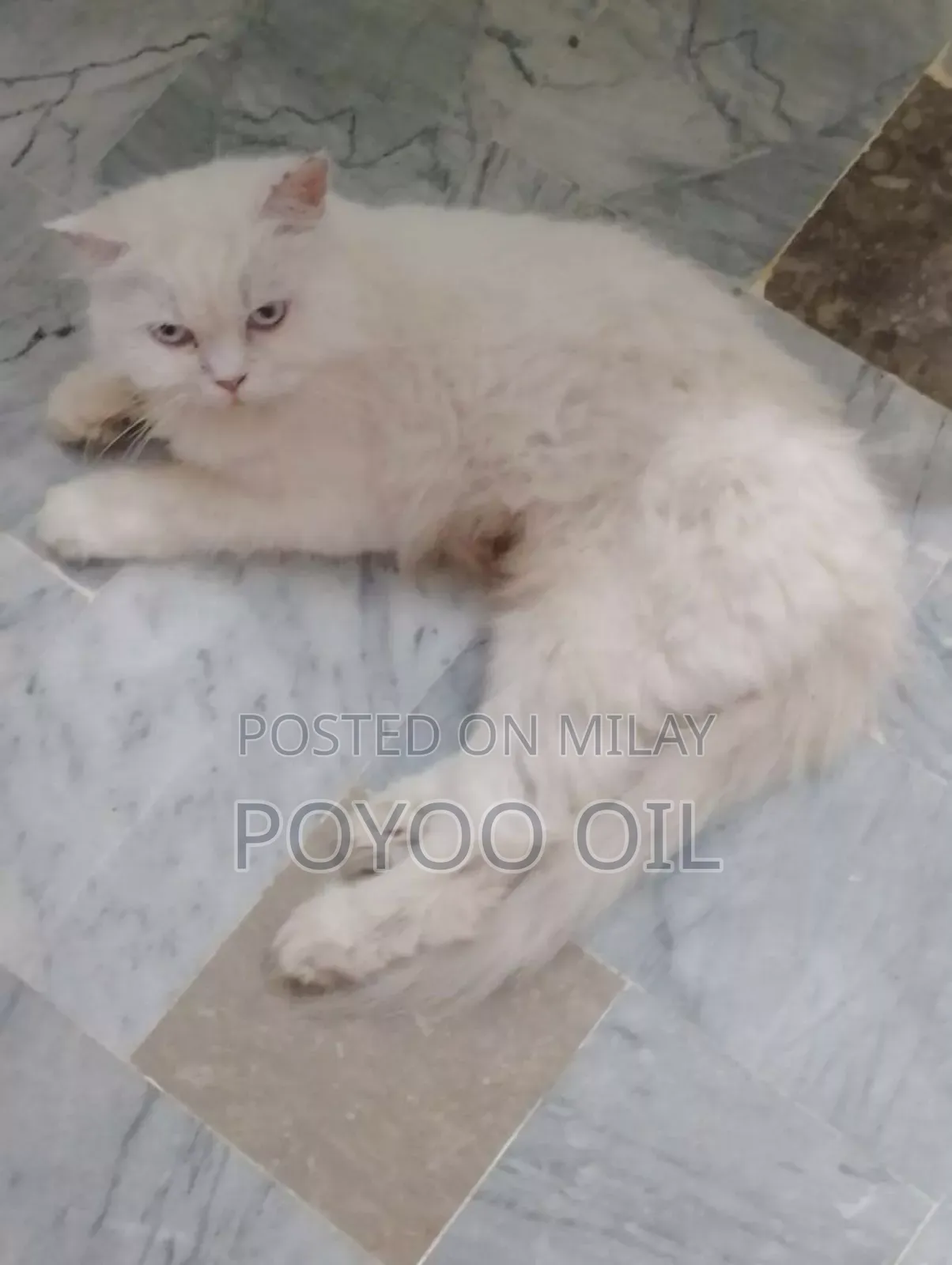 1+ year Male Purebred Persian