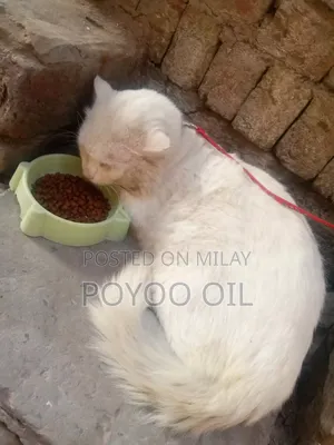 1+ year Male Purebred Persian