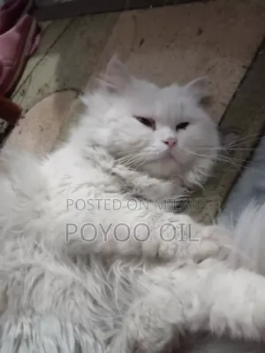 1+ year Male Purebred Persian