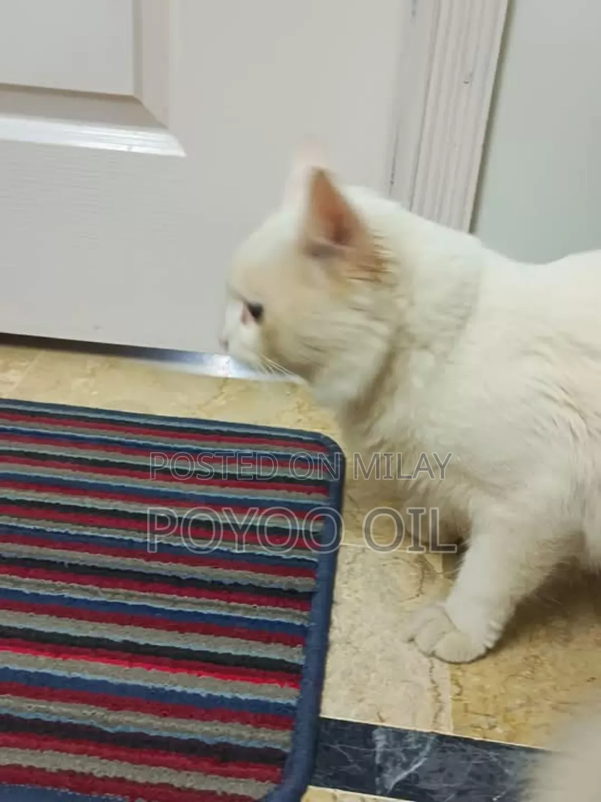 1+ year Male Purebred Persian