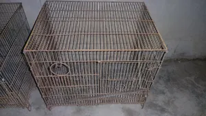 Photo - Birds Cages