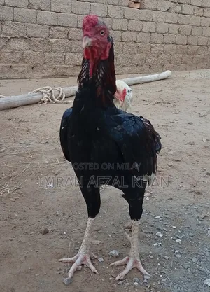 Photo - For Sale Murgha