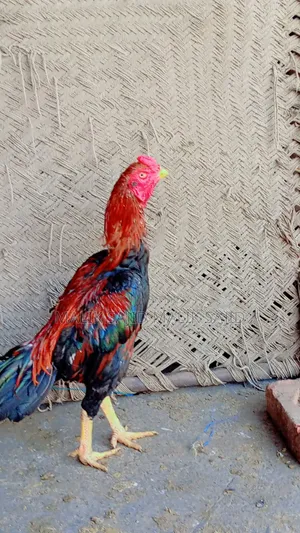 Pure Pakistani Aseel Murga