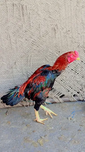 Pure Pakistani Aseel Murga