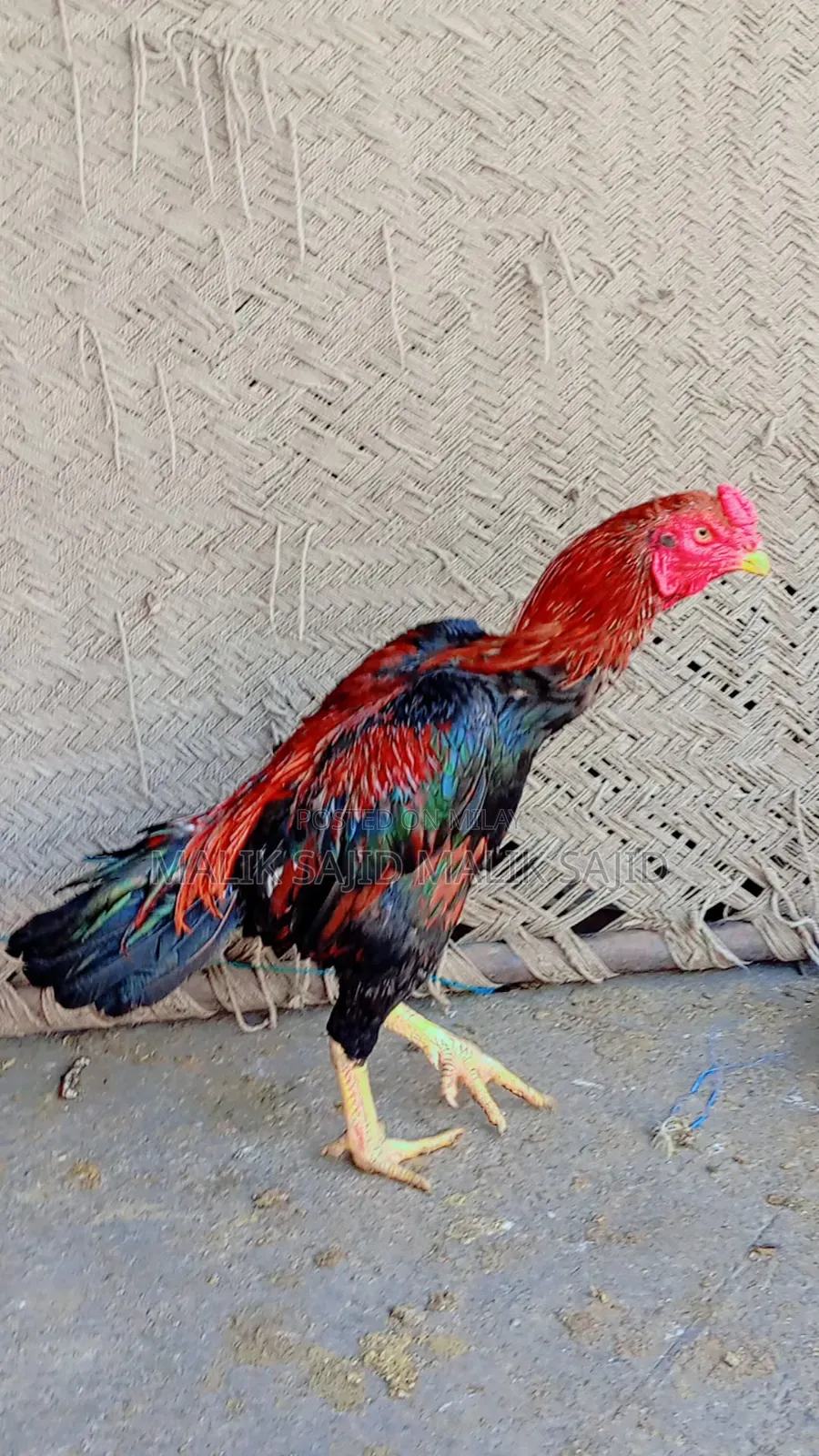 Pure Pakistani Aseel Murga