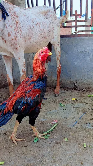 Pure Pakistani Aseel Murga