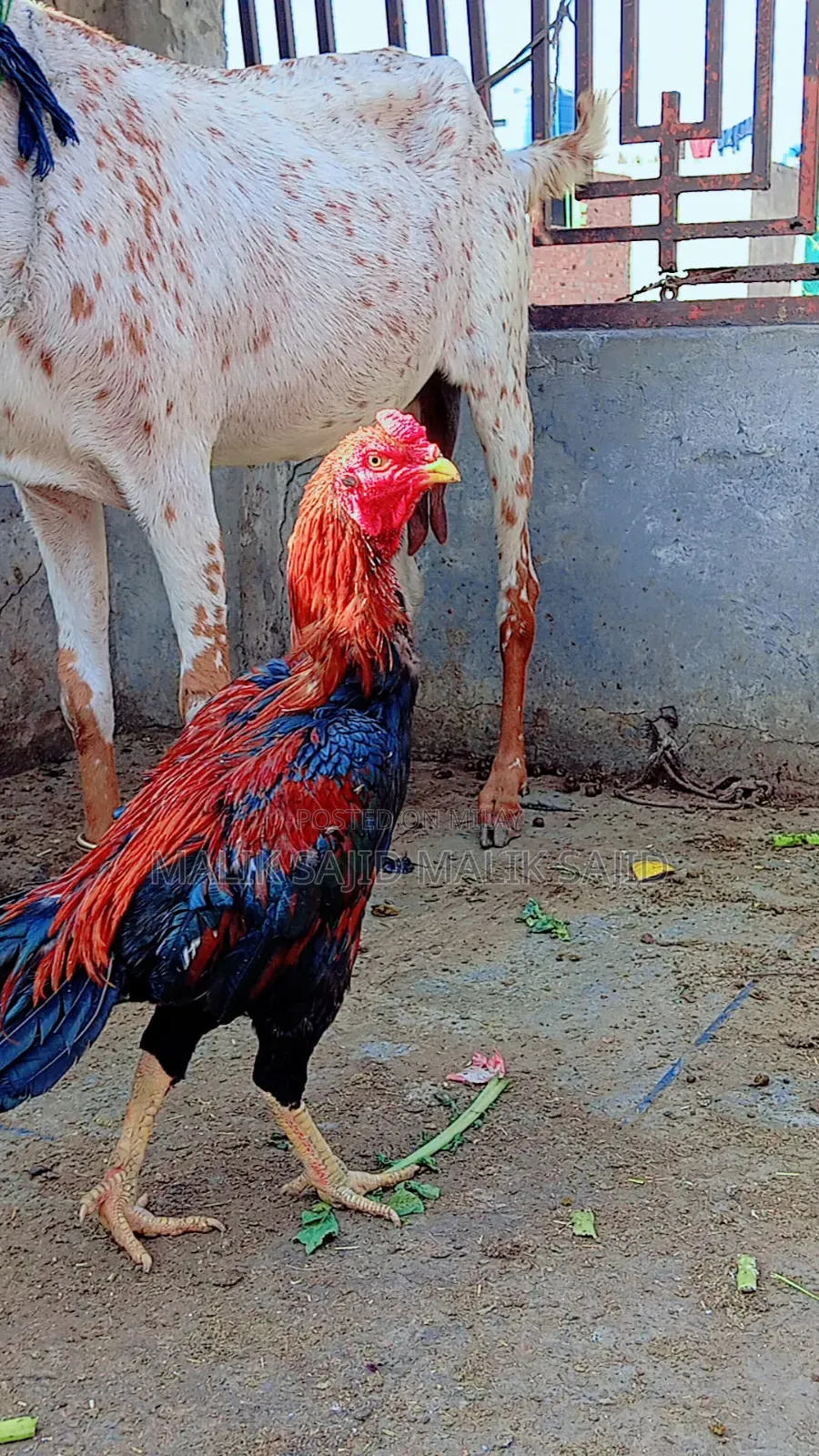 Pure Pakistani Aseel Murga