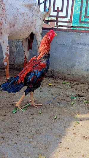 Pure Pakistani Aseel Murga