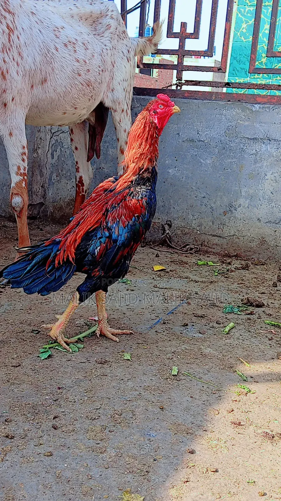 Pure Pakistani Aseel Murga