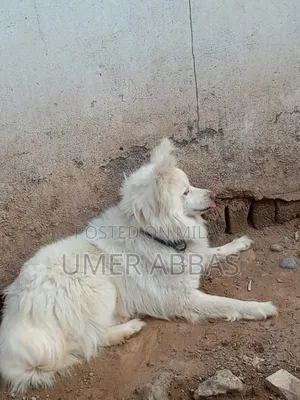 Photo - 1+ year Male Purebred Black Russian Terrier