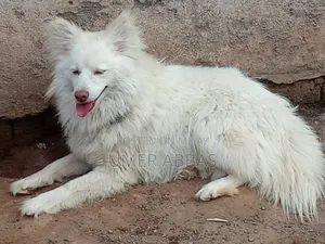 1+ year Male Purebred Black Russian Terrier