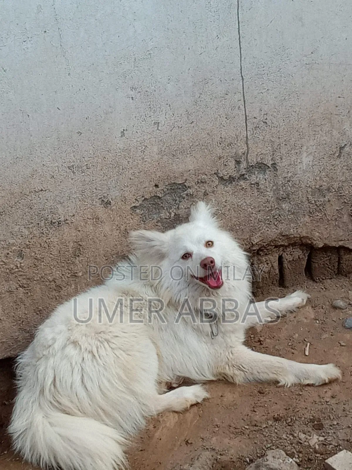 1+ year Male Purebred Black Russian Terrier