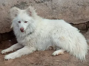 1+ year Male Purebred Black Russian Terrier
