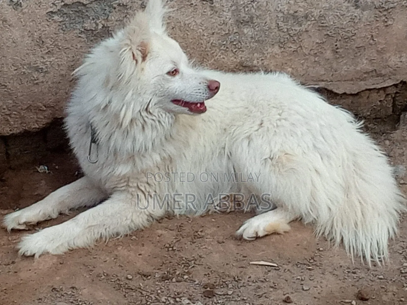 1+ year Male Purebred Black Russian Terrier