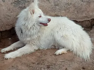 1+ year Male Purebred Black Russian Terrier