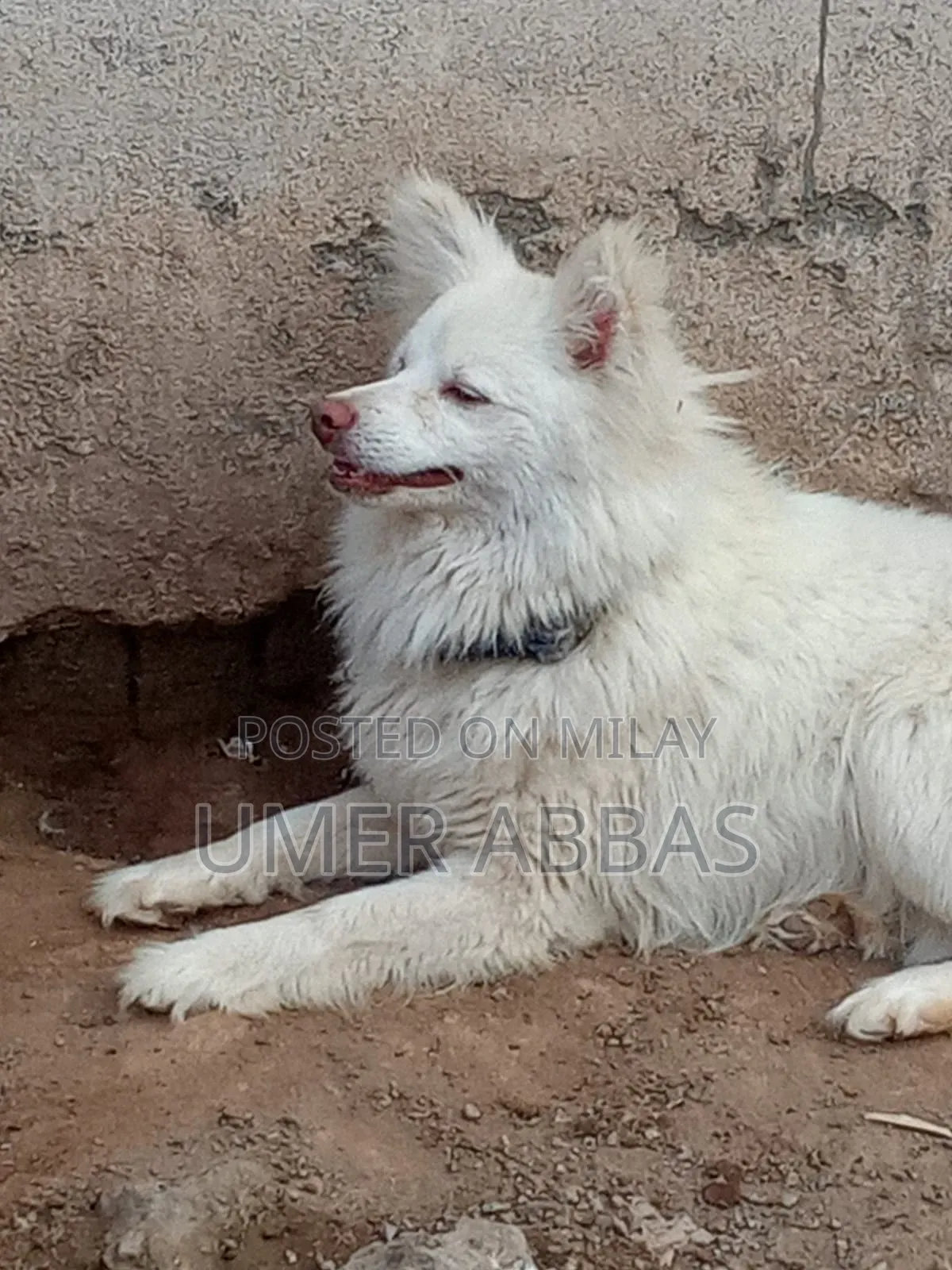 1+ year Male Purebred Black Russian Terrier