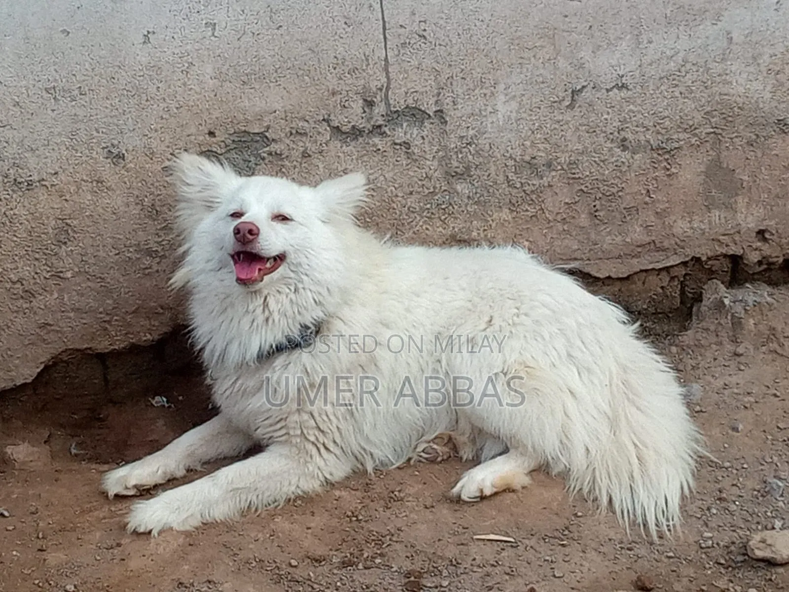1+ year Male Purebred Black Russian Terrier