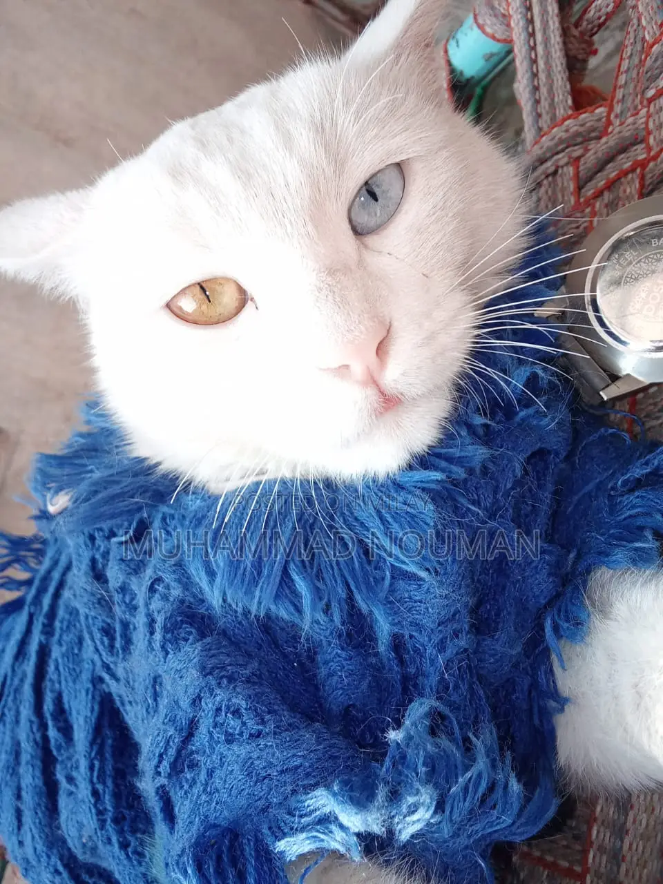 6-12 months Female Purebred Persian