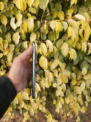 New OnePlus 10 Pro 256 GB Green