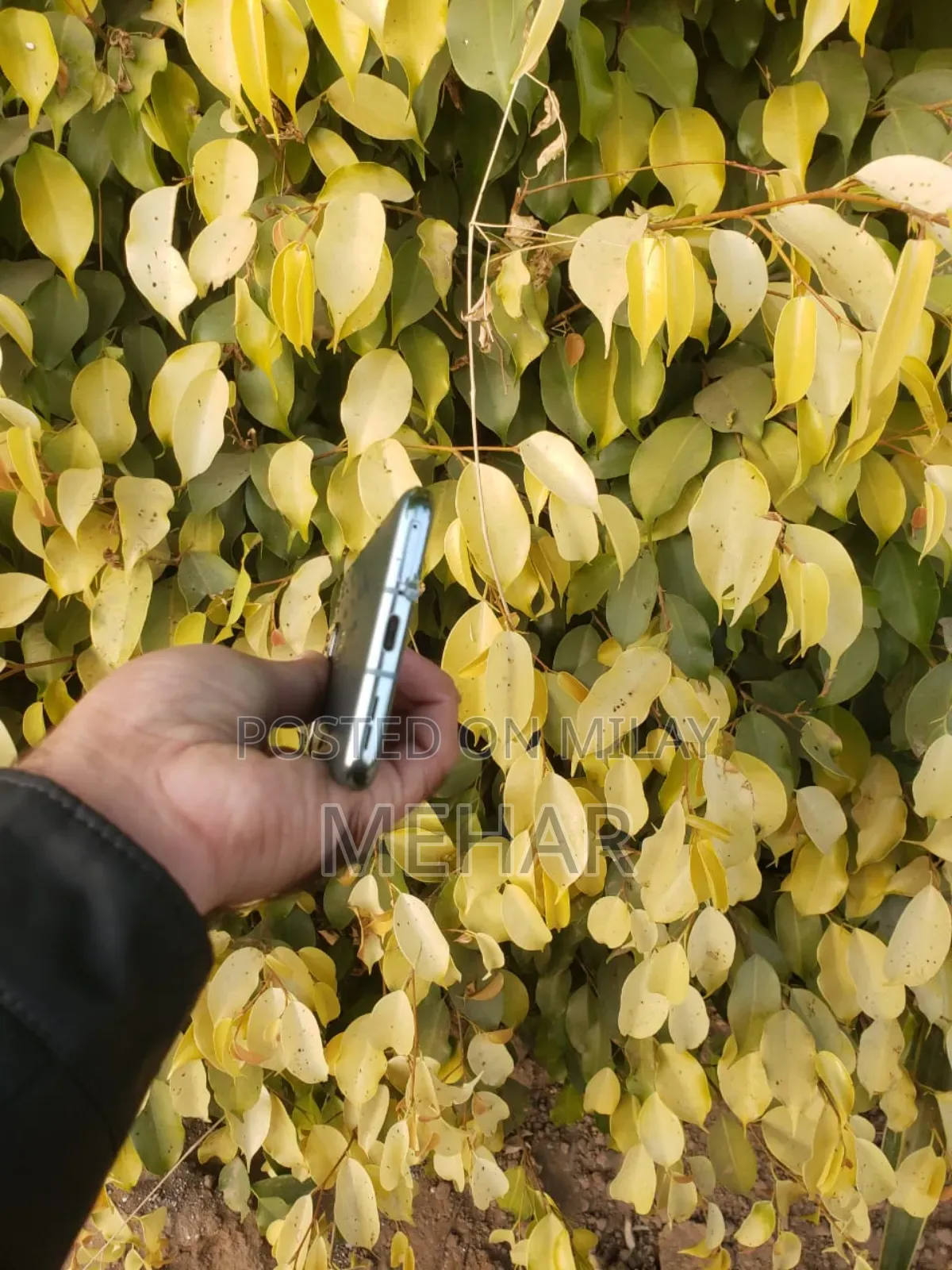 New OnePlus 10 Pro 256 GB Green