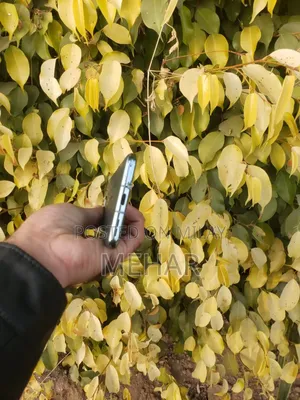 New OnePlus 10 Pro 256 GB Green