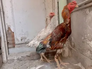 Photo - Shamoo Breeder Ir