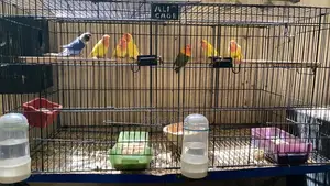 Photo - Lutino/opline breeder pairs