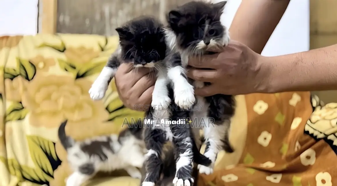 0-1 month Male Purebred Persian