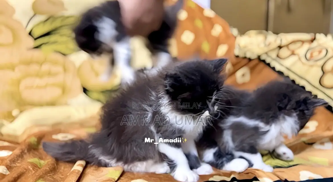 0-1 month Male Purebred Persian